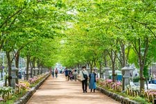 Tourist destination images of Tsurugaoka Hachimangu Shrine(1)