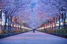 Tourist destination images of Tsurugaoka Hachimangu Shrine(6)