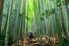 Tourist destination images of Houkokuji Temple(1)