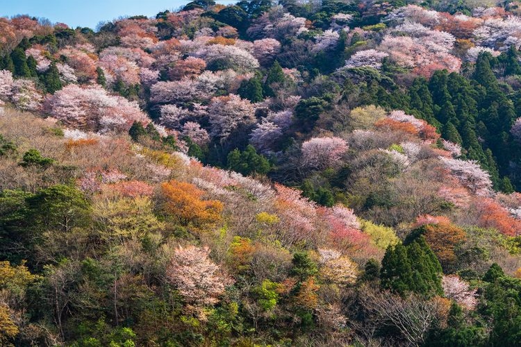 Kamiko's Mountain Cherry Blossoms