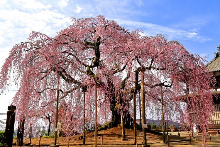 Azumi no Sato Butai Sakura (Azumi Village Stage Cherry Blossom)