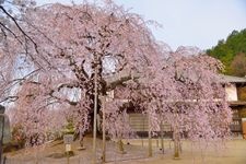 Tourist destination images of Azumi no Sato Butai Sakura (Azumi Village Stage Cherry Blossom)(2)