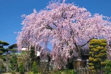 Tourist destination images of Oubaiin Temple's Weeping Cherry Tree(1)