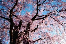 Tourist destination images of Oubaiin Temple's Weeping Cherry Tree(2)