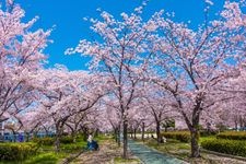 Tourist destination images of Kema Sakuranomiya Park(2)