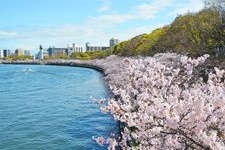 Tourist destination images of Kema Sakuranomiya Park(4)