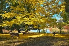 Tourist destination images of Todai-ji Temple(10)