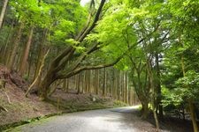 Tourist destination images of Kasuga Primeval Forest(3)