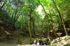 Tourist destination images of Kasuga Primeval Forest(4)