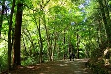 Tourist destination images of Kasuga Primeval Forest(5)