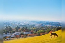 Tourist destination images of Wakakusayama (Mount Wakakusa)(2)