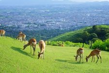 Tourist destination images of Wakakusayama (Mount Wakakusa)(6)