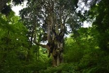 隐岐诸岛（岛后：隐岐之岛）的旅游景点图片(1)