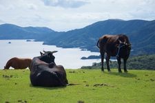 隐岐诸岛（岛前：知夫里岛・中之岛・西之岛）的旅游景点图片(4)