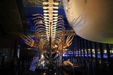 Tourist destination images of Shimonoseki City Aquarium Kaikyokan(1)