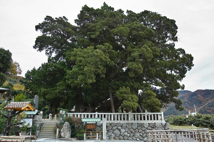 Ho쇼인 Temple's Shinpaku Cypress