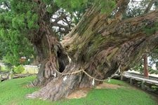 Tourist destination images of Ho쇼인 Temple's Shinpaku Cypress(1)
