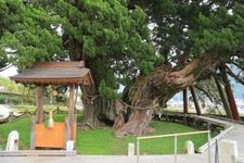 Tourist destination images of Ho쇼인 Temple's Shinpaku Cypress(2)