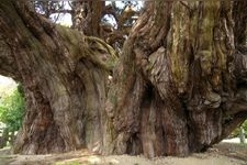 Tourist destination images of Ho쇼인 Temple's Shinpaku Cypress(2)