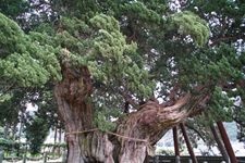 Tourist destination images of Ho쇼인 Temple's Shinpaku Cypress(3)