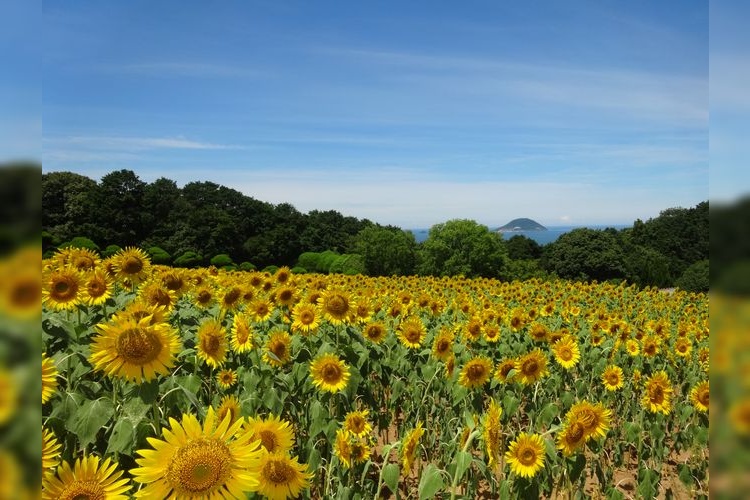Nokonoshima 2