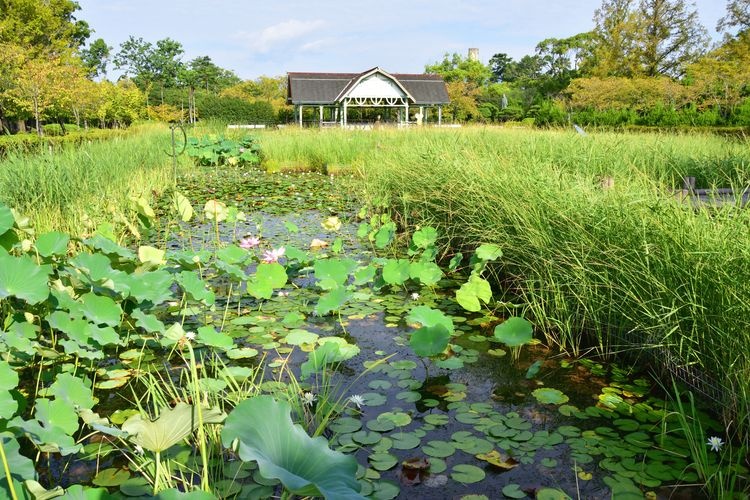 지노 공원(神野公園) 2