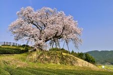 백년 벚나무의 관광지 사진(1)