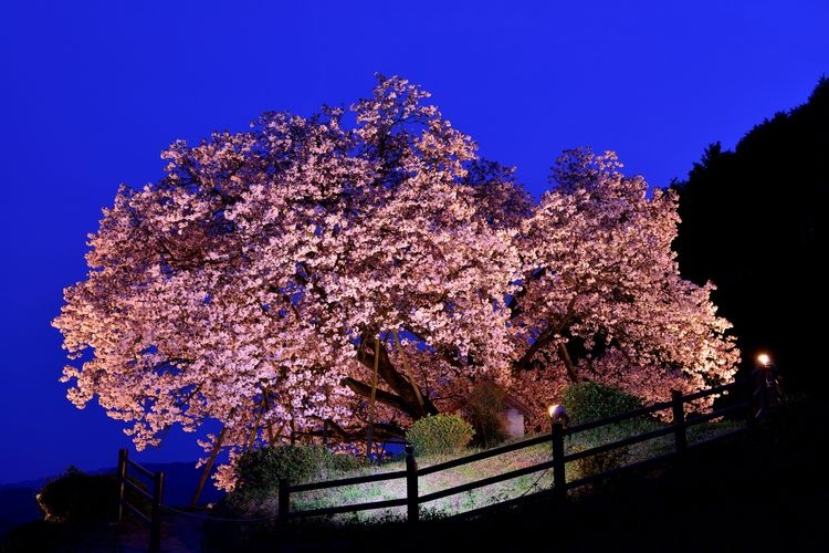 Tourist destination images of Nado-ryo's Centenary Cherry Tree(3)