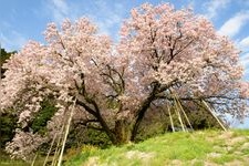 Tourist destination images of Nado-ryo's Centenary Cherry Tree(1)