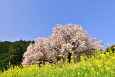Tourist destination images of Nado-ryo's Centenary Cherry Tree(2)