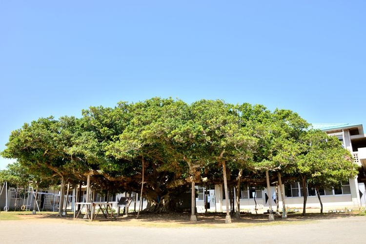 冲永良部岛的旅游景点图片(2)