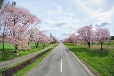Tourist destination images of Nijuken Road Cherry Blossom Avenue(1)