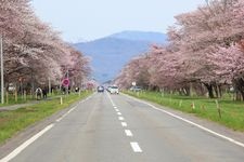 Tourist destination images of Nijuken Road Cherry Blossom Avenue(2)