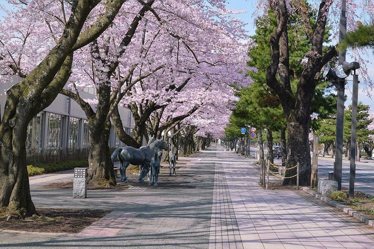 十和田市官廳街通