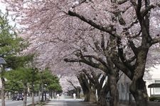 十和田市官廳街通的觀光景點圖片(2)