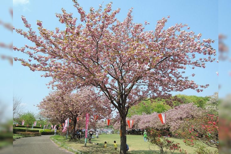 Tenpyo no Oka Park