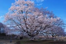 Tourist destination images of Tenpyo no Oka Park(3)