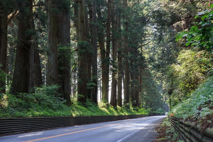 Nikko Cedar Avenue