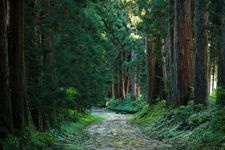 Tourist destination images of Nikko Cedar Avenue(2)