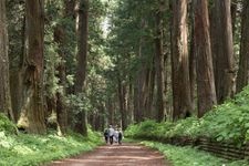 Tourist destination images of Nikko Cedar Avenue(3)