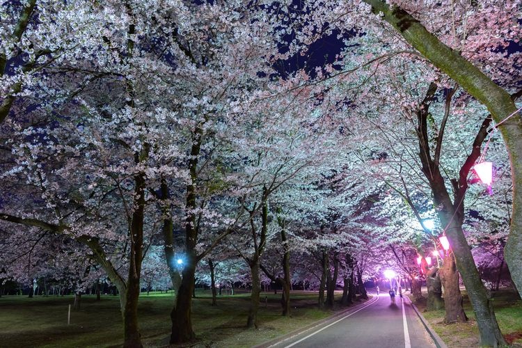 Akagi Nanmen Senbonsakura (Akagi South Slope Thousand Cherry Trees)