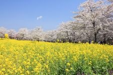 Tourist destination images of Akagi Nanmen Senbonsakura (Akagi South Slope Thousand Cherry Trees)(2)