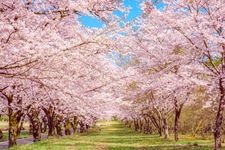 Tourist destination images of Akagi Nanmen Senbonsakura (Akagi South Slope Thousand Cherry Trees)(3)