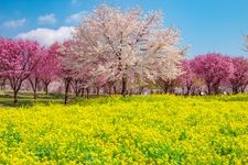 Tourist destination images of Akagi Nanmen Senbonsakura (Akagi South Slope Thousand Cherry Trees)(4)