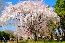 Tourist destination images of Shikishima Park(2)