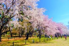 Tourist destination images of Shikishima Park(3)