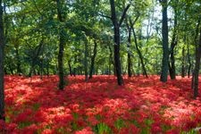 Tourist destination images of Kinchakuda Manjushage Park(3)