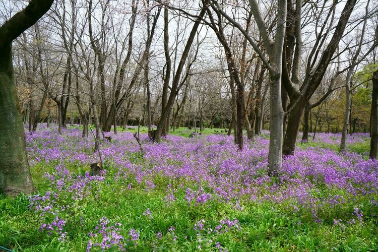 Tourist destination images of Kinchakuda Manjushage Park(2)