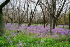 Tourist destination images of Kinchakuda Manjushage Park(2)