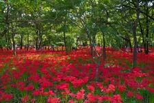 Tourist destination images of Kinchakuda Manjushage Park(3)